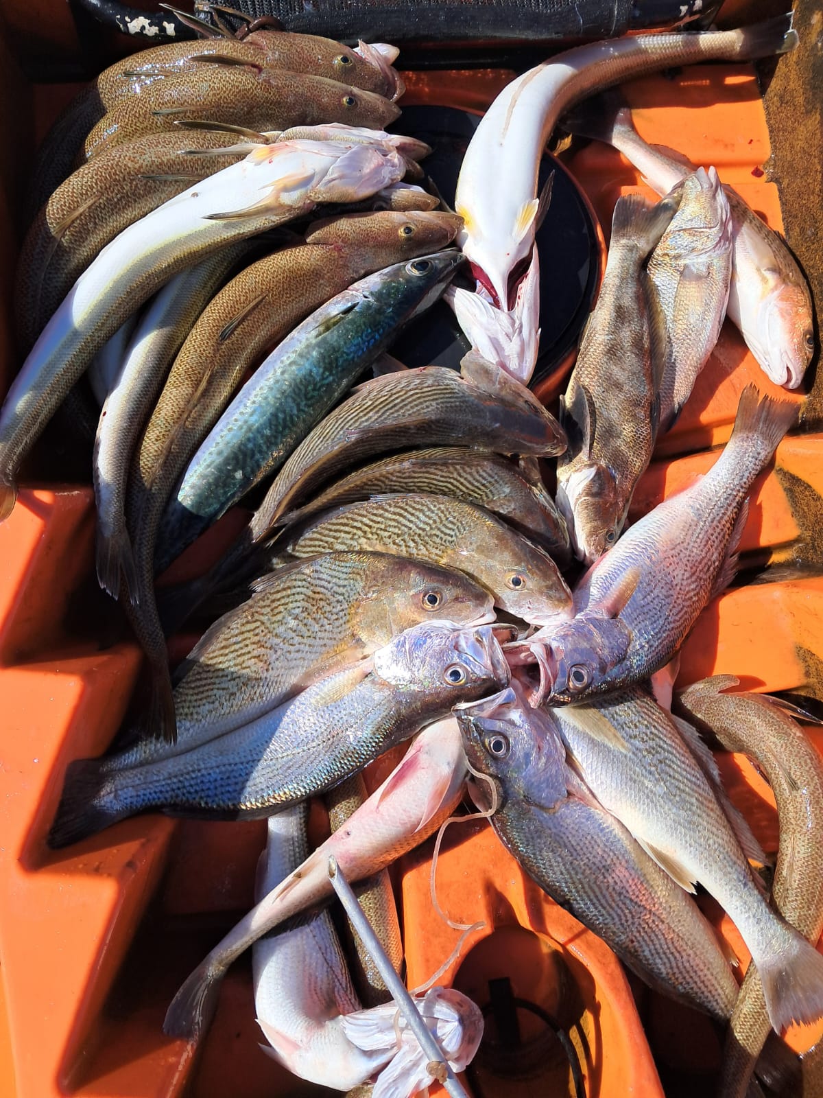 Caiaque cheio de peixes